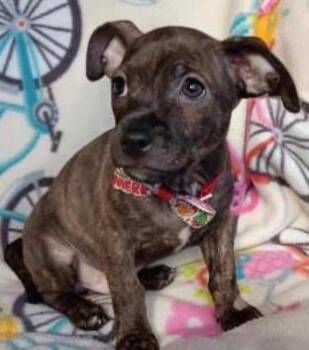 Rescue Chihuahua and Mixed Breed Dogs for Adoption in Heiskell, Tennessee - Playstation | PetCurious