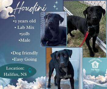 Houdini -  Black Labrador Retriever Dog for Adoption in Lumberton, Texas - Houdini | PetCurious