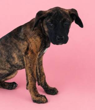 Border Collie and Black Mouth Cur Dogs Available for Adoption in Wauchula, Florida - Mindy | PetCurious