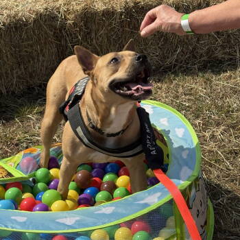 Rescue Carolina Dog and American Staffordshire Terrier Dogs for Adoption in Rockaway, New Jersey - Carmen SCAS | PetCurious