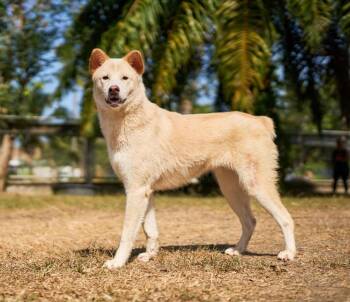 Shiba Inu and Spitz Dogs Available for Adoption - Phinat (Soi Dog) | PetCurious