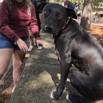 Dan -  Mixed Breed Dog for Adoption in Fayetteville, Arkansas - Dan | PetCurious