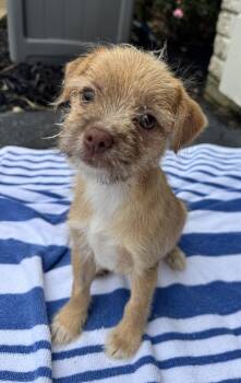 Leo -  Chihuahua and Terrier Dog for Adoption in Gainesville, Virginia - Leo | PetCurious