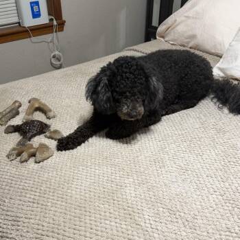 Livvy (Benefactor Dog) -  Poodle and Bernese Mountain Dog Dog for Adoption in New Orleans, Louisiana - Livvy (Benefactor Dog) | PetCurious