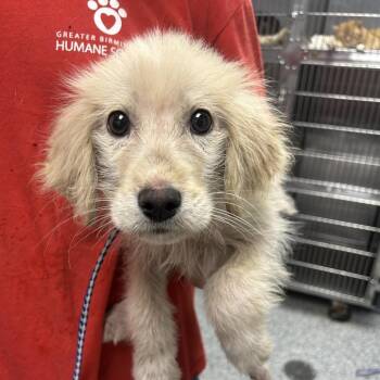 Hound Dogs Available for Adoption - Clover | PetCurious