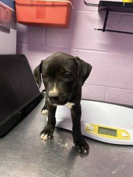61565209 -  Mixed Breed Dog for Adoption in El Paso, Texas - 61565209 | PetCurious