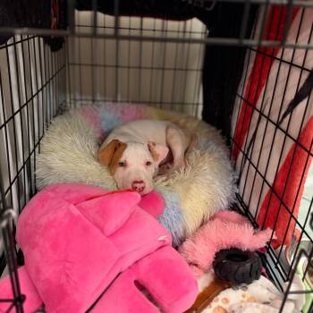 Ouija -  Pit Bull Terrier and Mixed Breed Dog for Adoption in Durham, North Carolina - Ouija | PetCurious