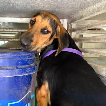 Irene -  Basset Hound and Mixed Breed Dog for Adoption in Edinburg, Texas - Irene | PetCurious