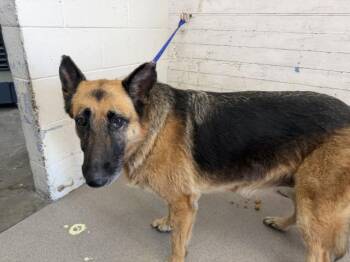 BUFFY -  German Shepherd Dog Dog for Adoption in San Bernardino, California - BUFFY | PetCurious