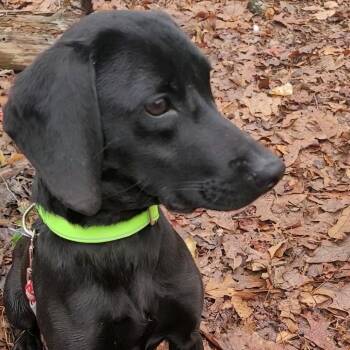 Black Labrador Retriever and Mixed Breed Dogs Available for Adoption in Troy, Virginia - Maverick | PetCurious