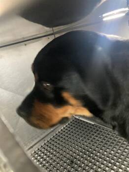 DAKOTA -  Rottweiler Dog for Adoption in Dallas, Texas - DAKOTA | PetCurious