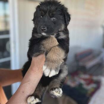 Beckett -  Australian Shepherd and German Shepherd Dog Dog Available for Adoption in Amarillo, Texas - Beckett | PetCurious