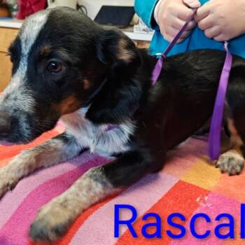 Rascal -  Australian Kelpie and Mixed Breed Dog for Adoption in Chicago, Illinois - Rascal | PetCurious