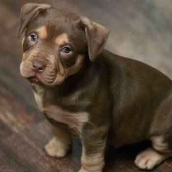 Mixed Breed Dogs Available for Adoption - Tommyknockers | PetCurious