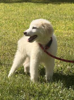 Great Pyrenees Dogs Available for Adoption in Locust Fork, Alabama - Logan | PetCurious
