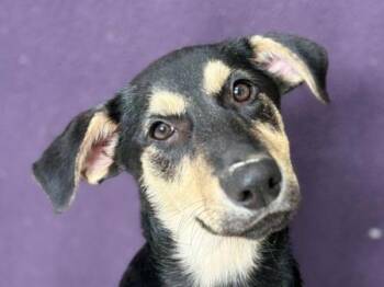 Rhea -  Doberman Pinscher Dog for Adoption in Portland, Oregon - Rhea | PetCurious