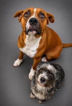 Amari (BONDED W FIDO) -  Boxer and Mixed Breed Dog for Adoption in Bowling Green, Kentucky - Amari (BONDED W FIDO) | PetCurious