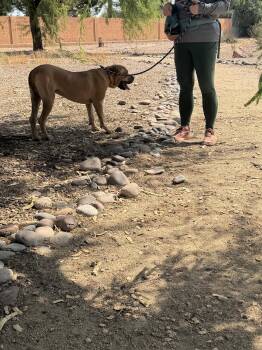 Spot -  Mastiff Dog for Adoption in Glendale, Arizona - Spot | PetCurious