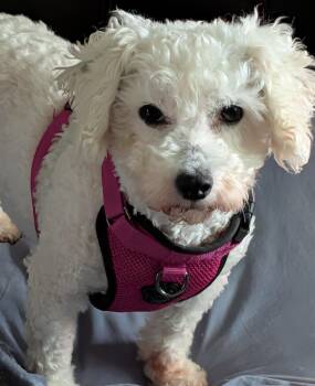 Maggie -  Bichon Frise Dog for Adoption in Toronto, Ontario - Maggie | PetCurious