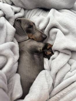Rambo2 (being fostered in Jacksonville, FL) -  Dachshund Dog for Adoption in West Columbia, South Carolina - Rambo2 (being Fostered In Jacksonville, FL) | PetCurious