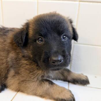 Gabberdini -  Flat Coated Retriever Dog for Adoption in Fosters, Alabama - Gabberdini | PetCurious