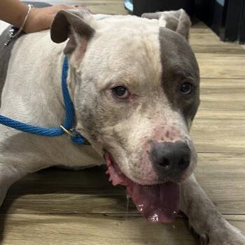 Jorge -  Pit Bull Terrier Dog for Adoption in Newark, New Jersey - Jorge | PetCurious