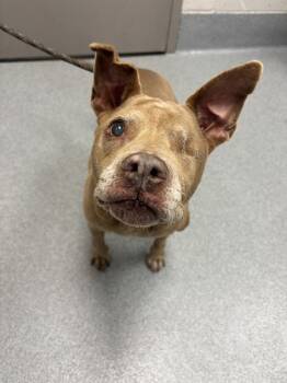 BUNCHES -  Pit Bull Terrier Dog for Adoption in Indianapolis, Indiana - BUNCHES | PetCurious