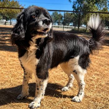 Gideon -  Spaniel Dog for Adoption in Sonoma, California - Gideon | PetCurious