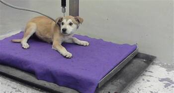 A2079718 -  Labrador Retriever Dog for Adoption in Houston, Texas - A2079718 | PetCurious
