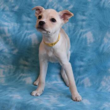 Terrier and Labrador Retriever Dogs Available for Adoption - *Greenway Female 1* | PetCurious