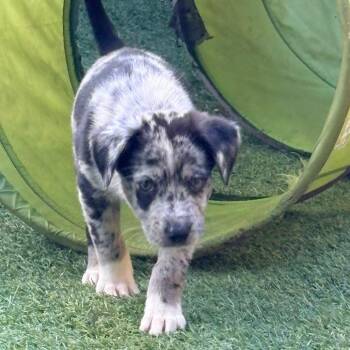 Yosemite Sam, White Collar -  Australian Shepherd and Mixed Breed Dog for Adoption in Ada, Minnesota - Yosemite Sam, White Collar | PetCurious