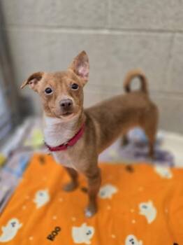 Rescue Chihuahua Dogs for Adoption in Woodstock, Illinois - Butler | PetCurious