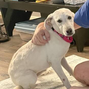 Helene -  Hound Dog for Adoption in Houston, Texas - Helene | PetCurious