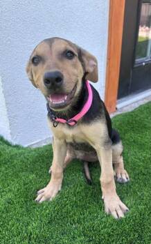 Suzy* -  Mixed Breed Dog for Adoption in El Paso, Texas - Suzy* | PetCurious