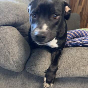 Sailor -  Mixed Breed Dog for Adoption in Grinnell, Iowa - Sailor | PetCurious
