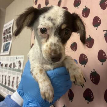 Batchyu -  Chihuahua Dog for Adoption in San Antonio, Texas - Batchyu | PetCurious