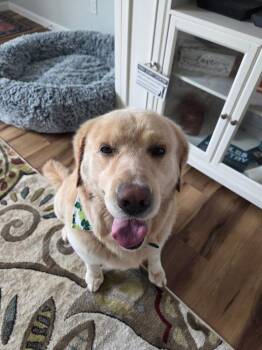Golden Retriever and Labrador Retriever Dogs Available for Adoption in Broomfield, Colorado - Christianee / Oliver | PetCurious