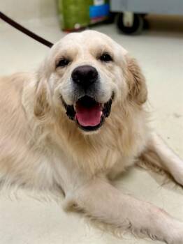 Casper (53662) -  Golden Retriever Dog for Adoption in Columbia, Maryland - Casper (53662) | PetCurious