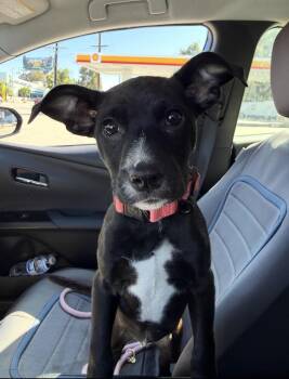 Black Labrador Retriever and Pit Bull Terrier Dogs Available for Adoption in Los Angeles, California - Princess Oreo | PetCurious