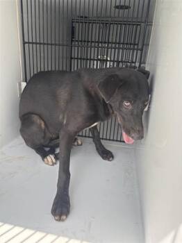 A662278 -  Labrador Retriever Dog for Adoption in Houston, Texas - A662278 | PetCurious