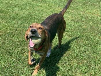 Plott Hound Dogs Available for Adoption - Pumpernickel Swirl (aka Nova) | PetCurious