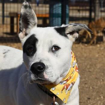 LALO -  American Staffordshire Terrier Dog for Adoption in San Antonio, Texas - LALO | PetCurious