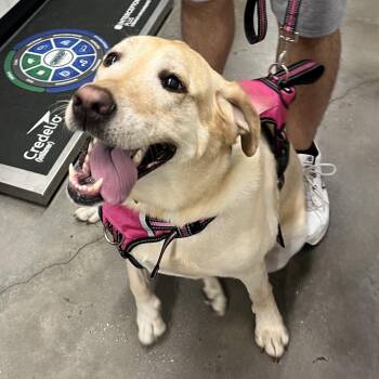 Silver (River) -  Yellow Labrador Retriever Dog for Adoption in Tampa, Florida - Silver (River) | PetCurious
