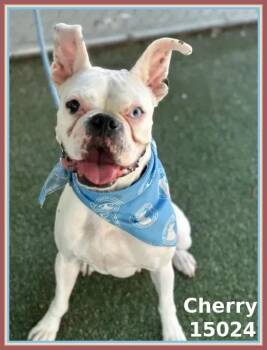 Rescue Boxer and English Bulldog Dogs for Adoption in Marietta, Georgia - CHERRY | PetCurious