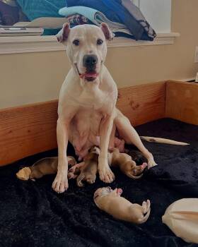 Rescue American Bulldog Dogs for Adoption in Birmingham, Michigan - Adele | PetCurious