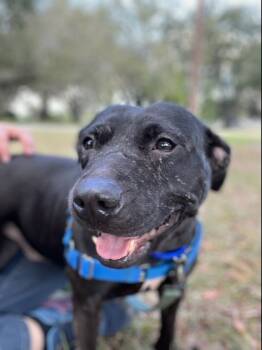 Rescue Terrier Dogs for Adoption in Lakeland, Florida - Jet | PetCurious