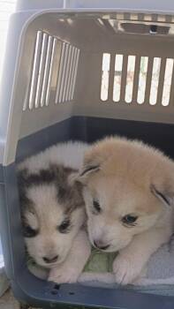 Red puppy -  Siberian Husky Dog for Adoption in Cedar Crest, New Mexico - Red Puppy | PetCurious