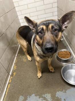 German Shepherd Dog Dogs Available for Adoption - OBI WAN-KENOBI | PetCurious