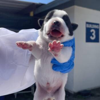 Mit 4 -  Australian Cattle Dog Blue Heeler and Mixed Breed Dog for Adoption in Edinburg, Texas - Mit 4 | PetCurious