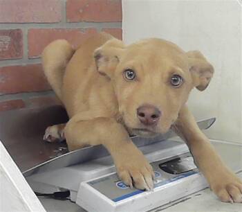 Labrador Retriever and Mixed Breed Dogs Available for Adoption - PERCY | PetCurious